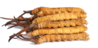 Cordyceps - energia e supporto cardiovascolare